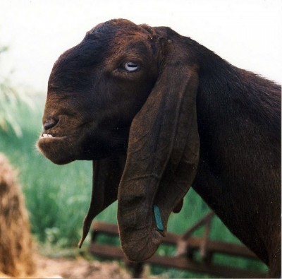Shami goat