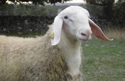 Assaf sheep